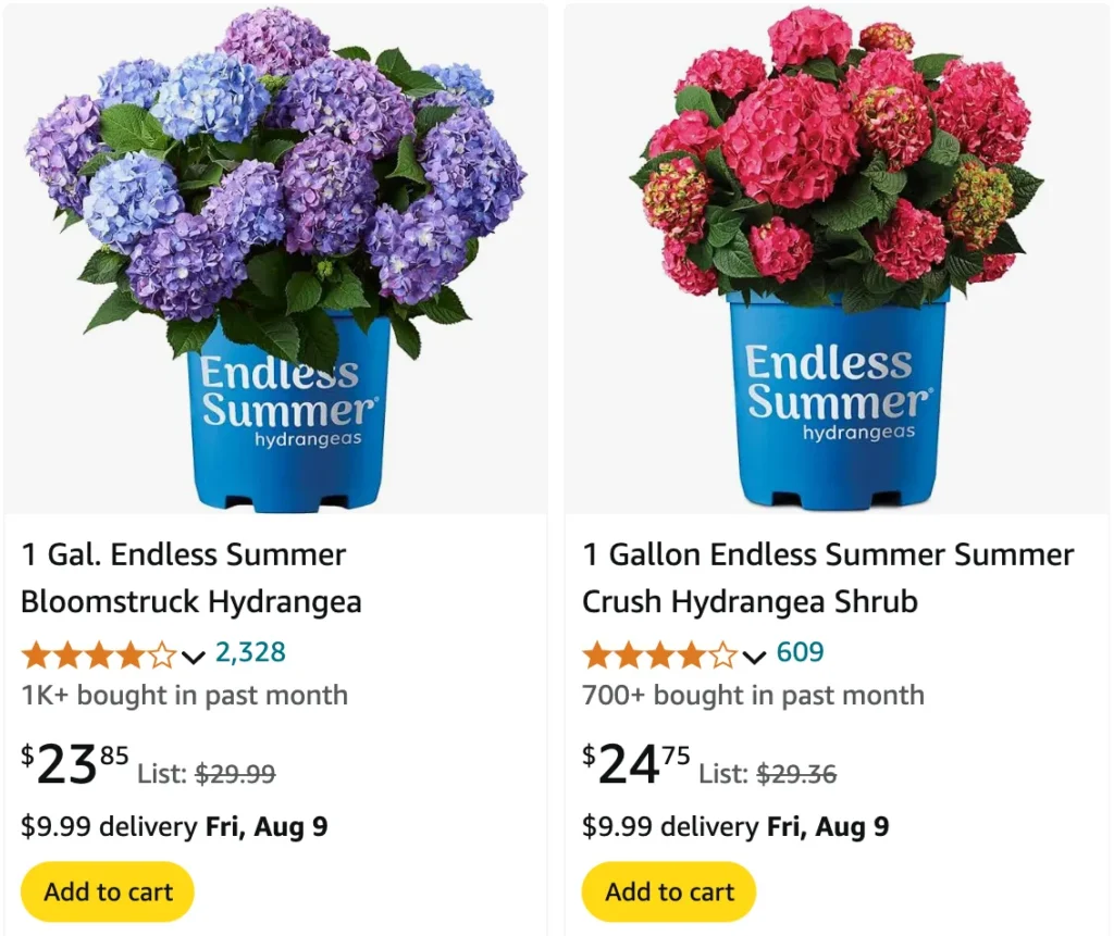 Endless Summer Hydrangea | Monsteraholic