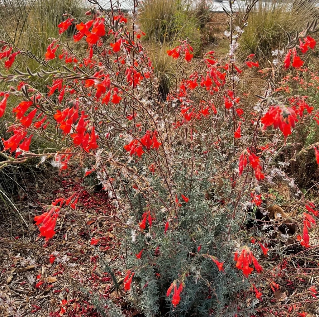 Epilobium Canum Catalina