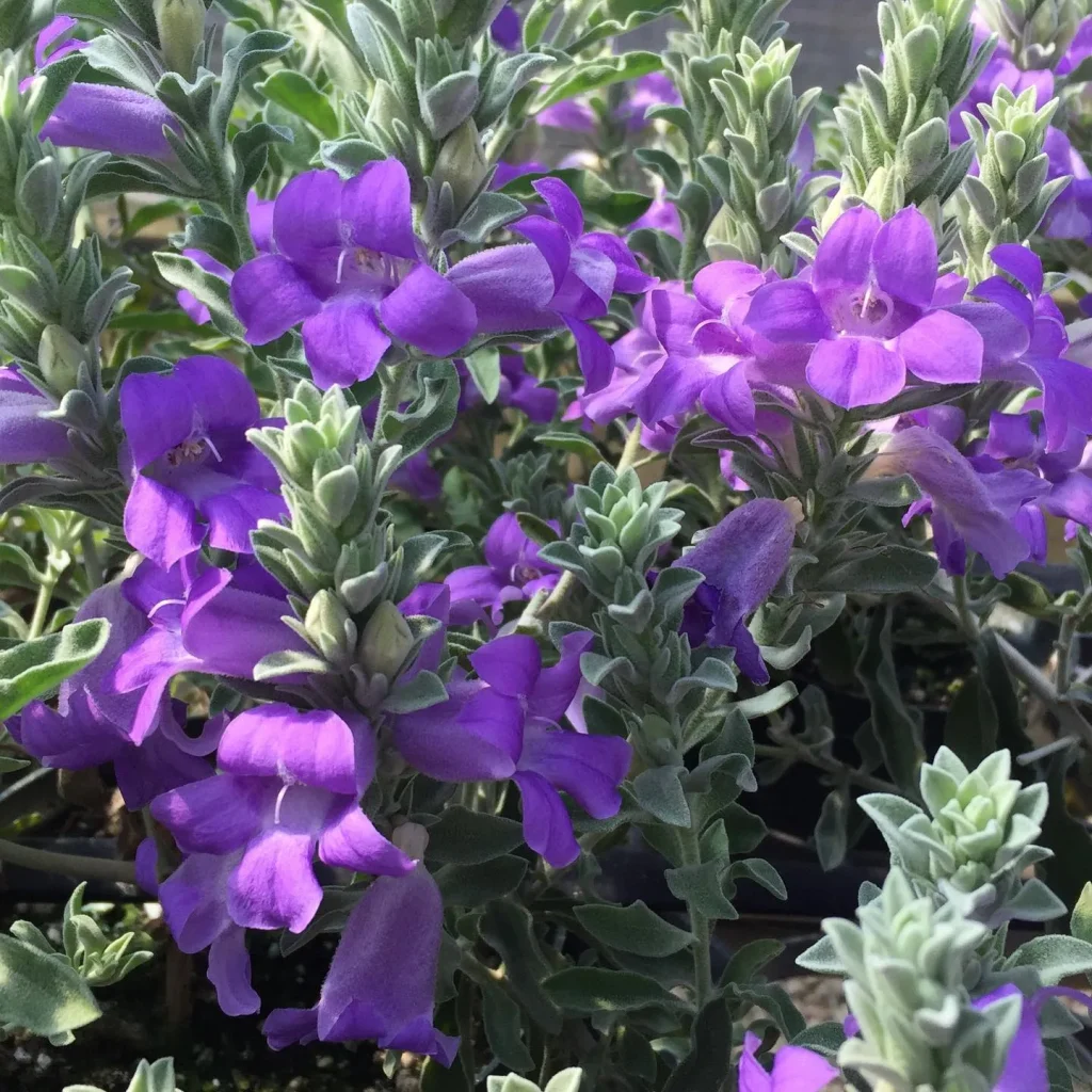 Eremophila Hygrophana