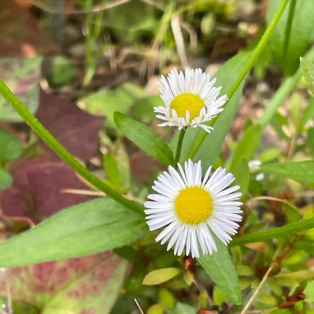 Erigeron Annuus