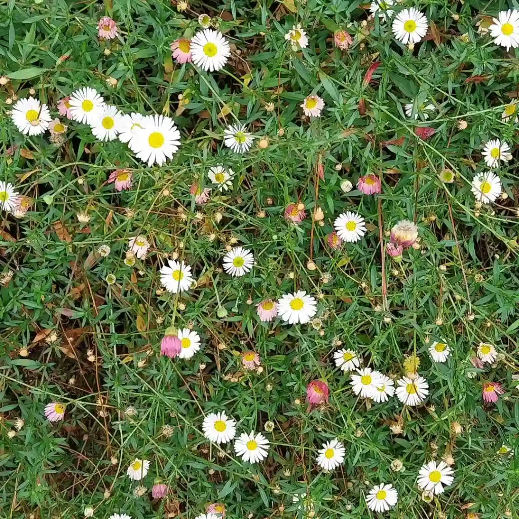 Erigeron Karvinskianus