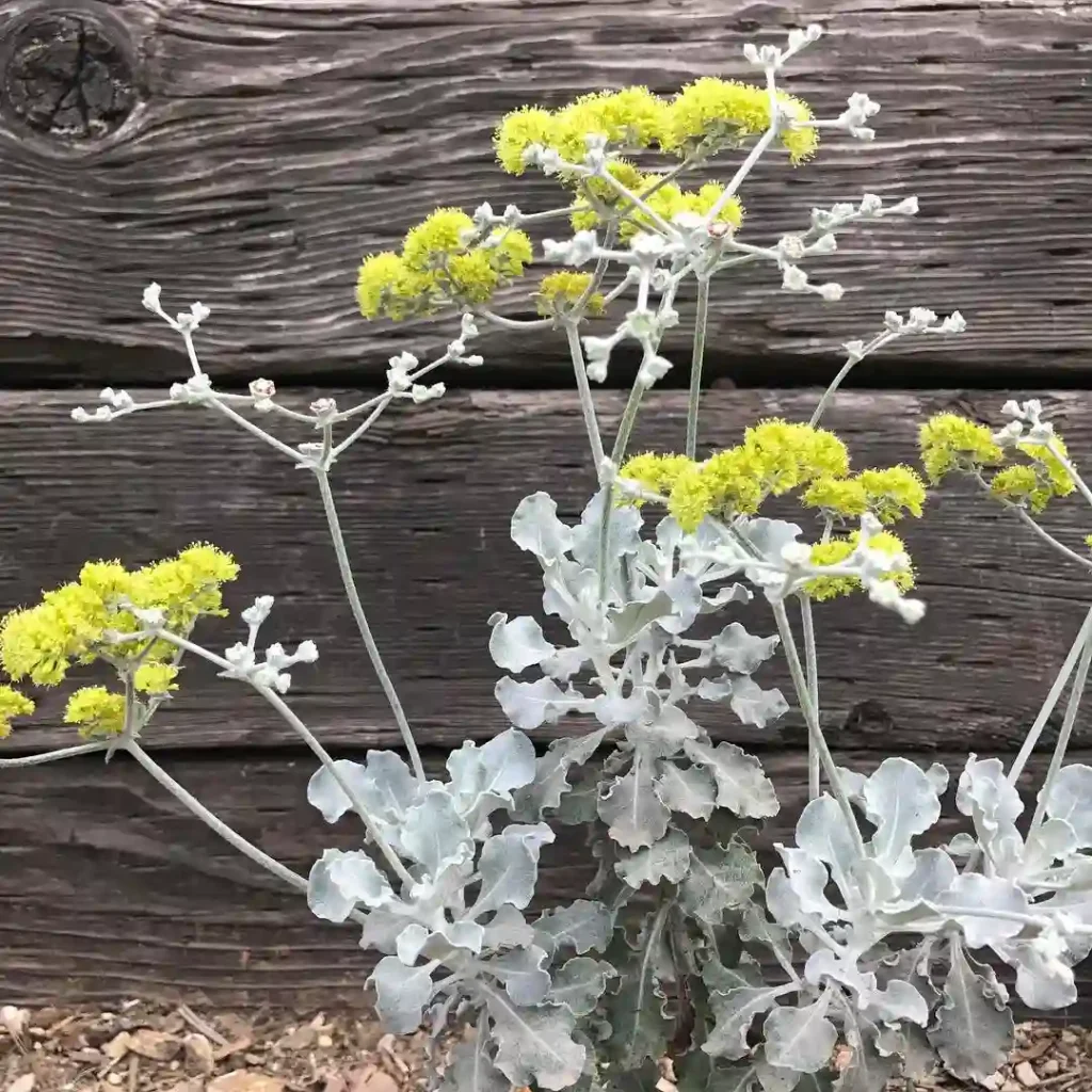 Eriogonum Crocatum