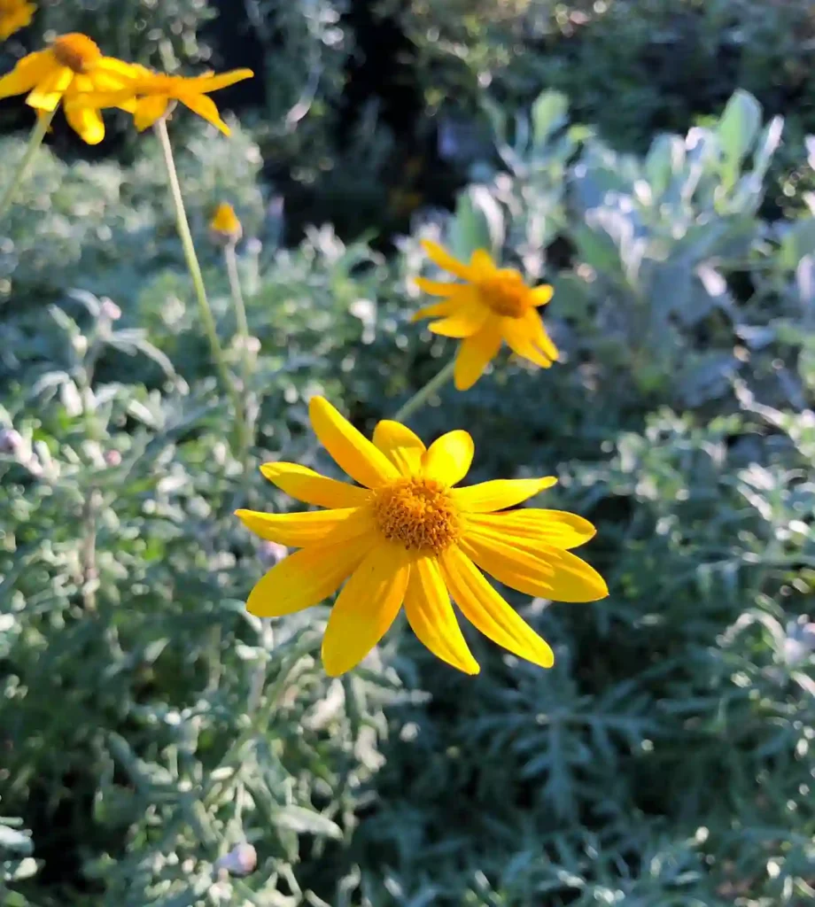 Eriophyllum Lanatum Siskiyou