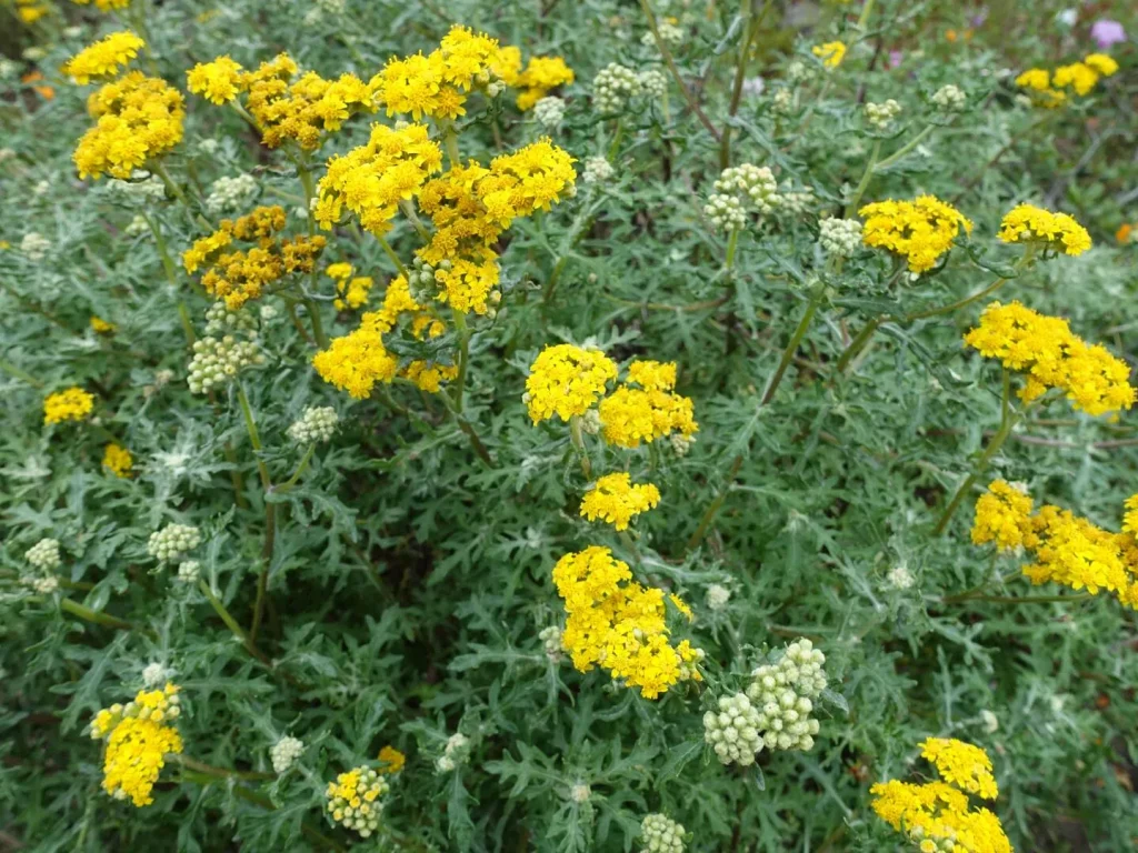 Eriophyllum Staechadifolium