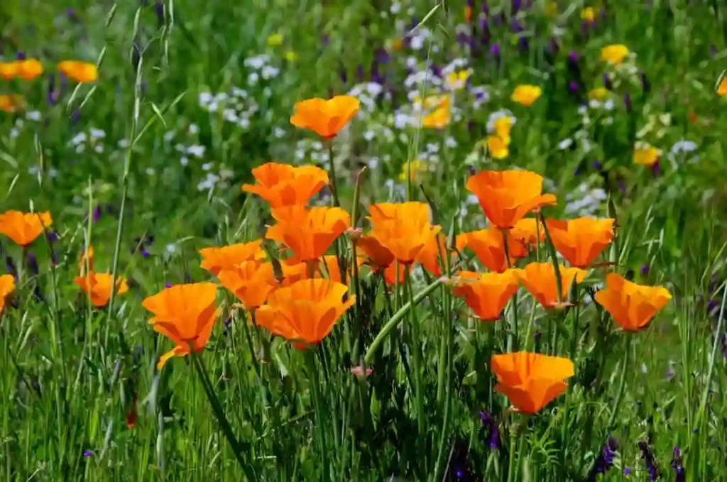 Eschscholzia Californica