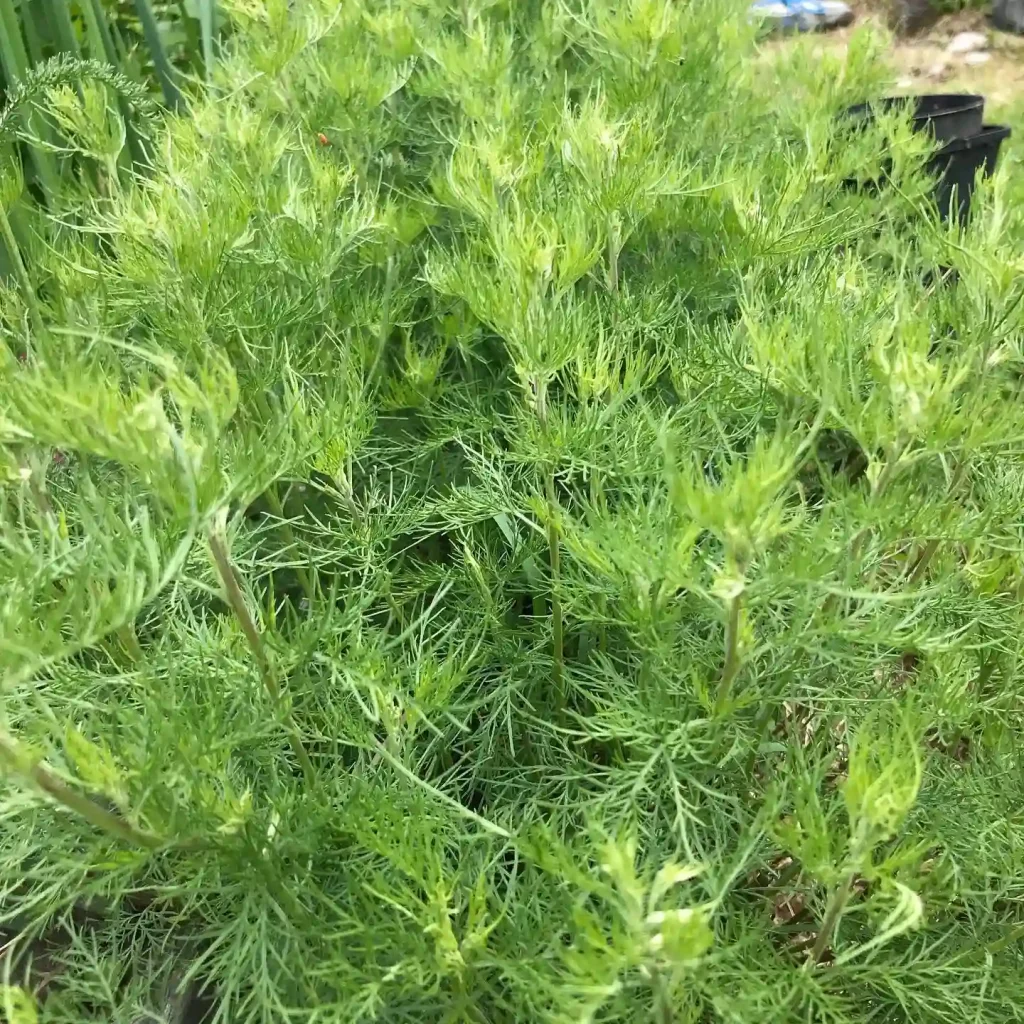 Eupatorium Capillifolium