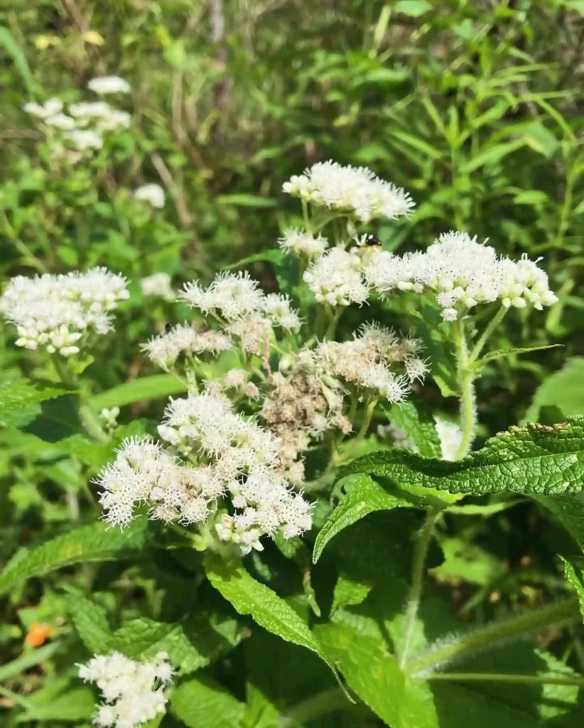 Eupatorium Perfoliatum