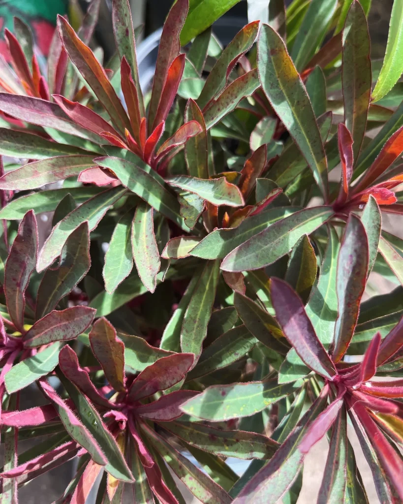 Euphorbia Miner's Merlot