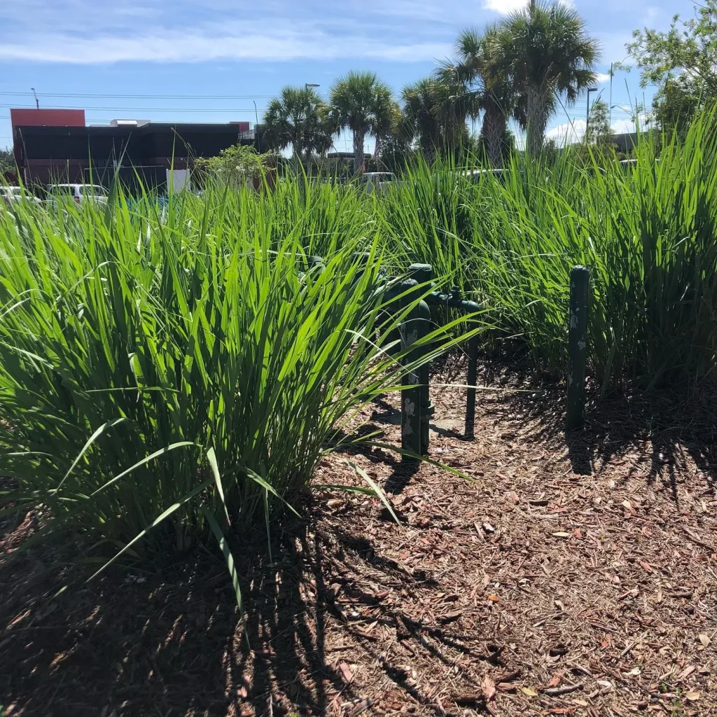 Fakahatchee Grass