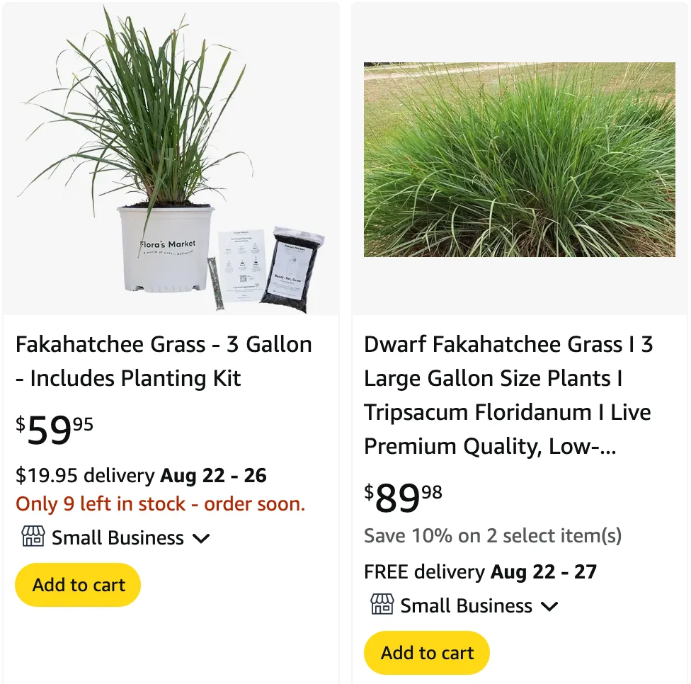 Fakahatchee Grass | Monsteraholic