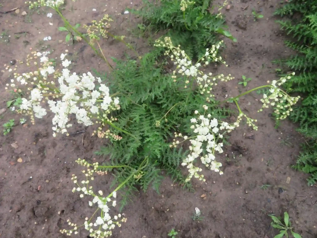 Filipendula Flore Plena