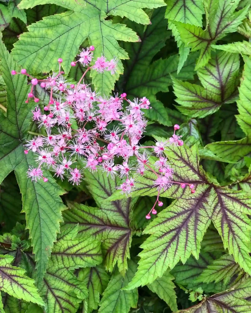 Filipendula Red Umbrellas