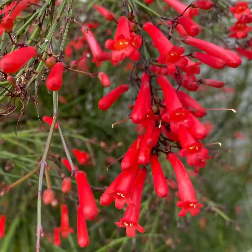 Firecracker Plant