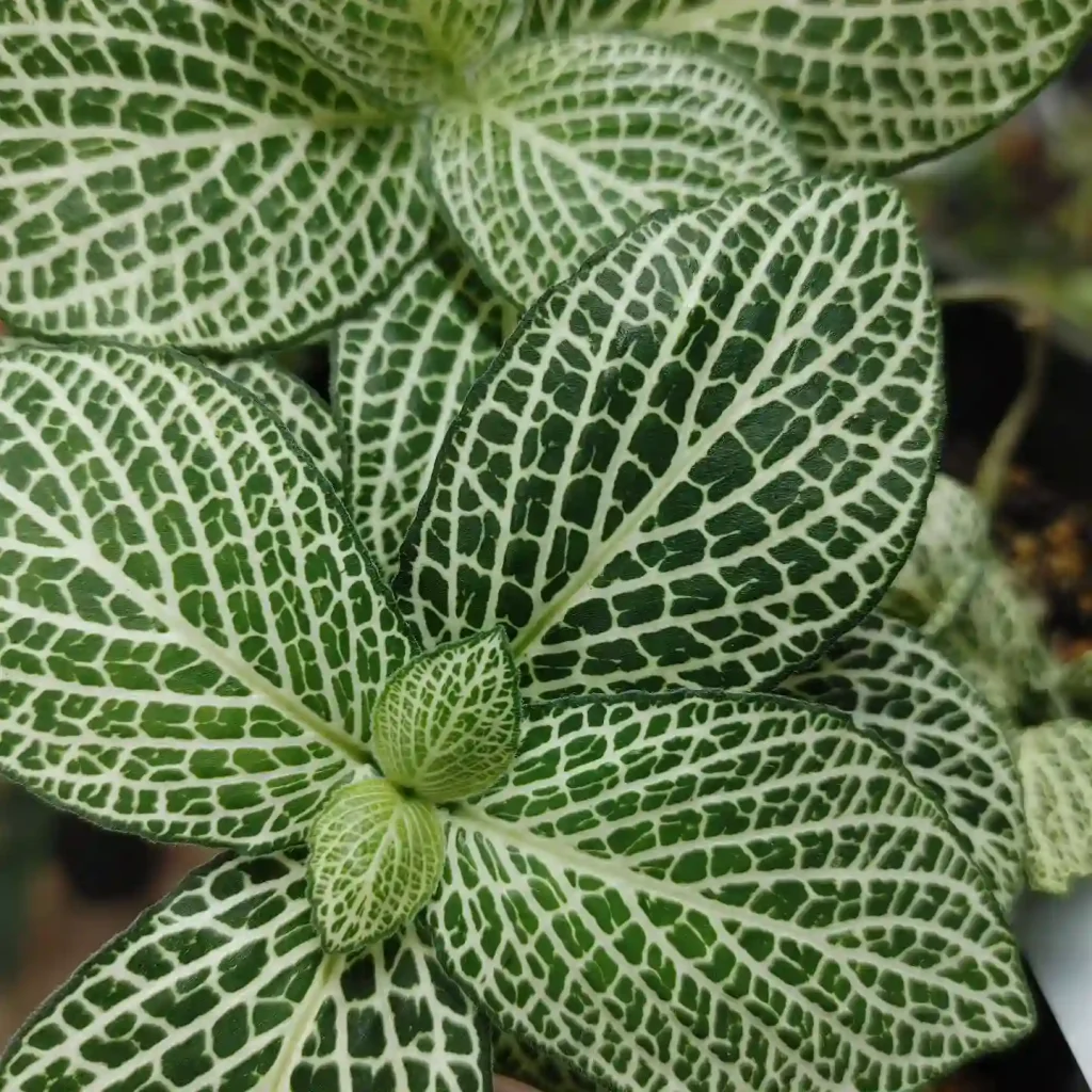 Fittonia Albivenis