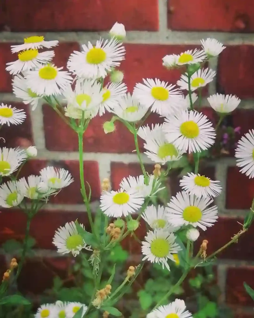 Fleabane