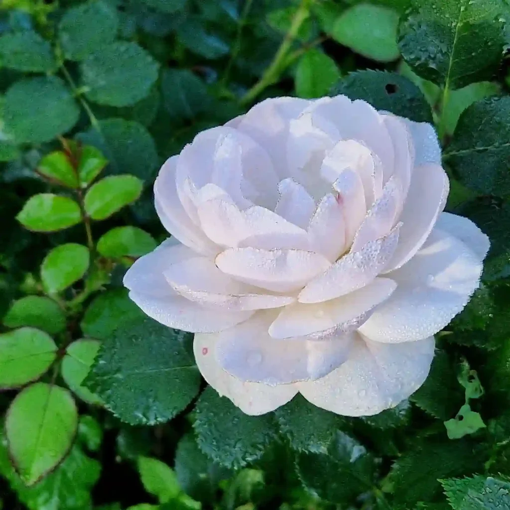 Floribunda Rose