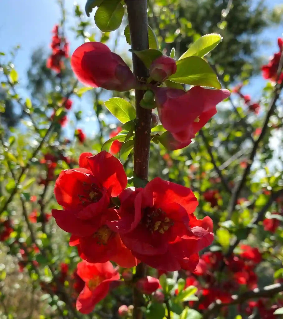 Flowering Quince