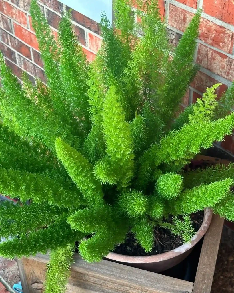 Foxtail Fern