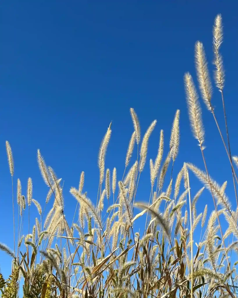 Foxtail Grass