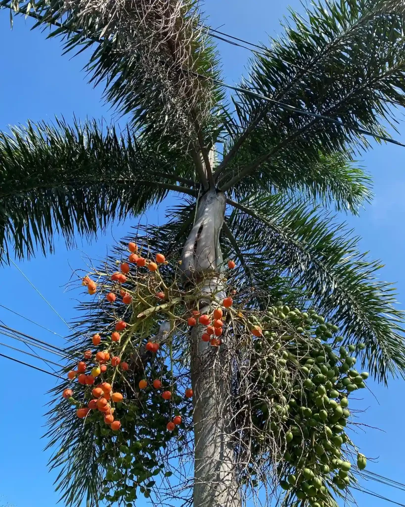 Foxtail Palm