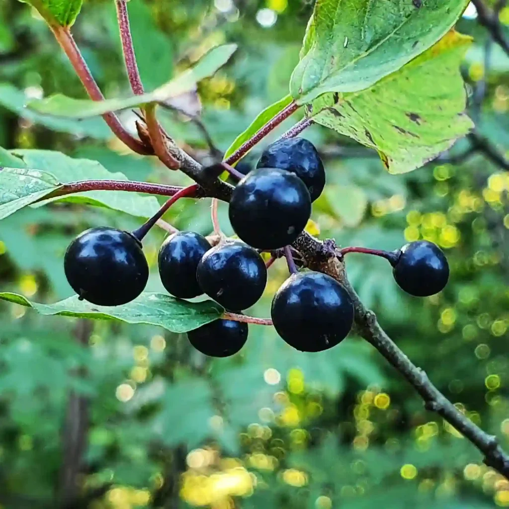 Frangula Alnus