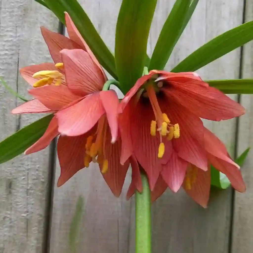 Fritillaria Imperialis