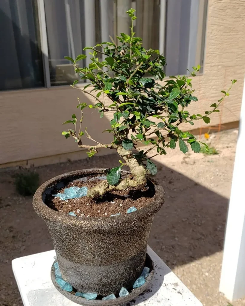 Fukien Tea Bonsai Tree