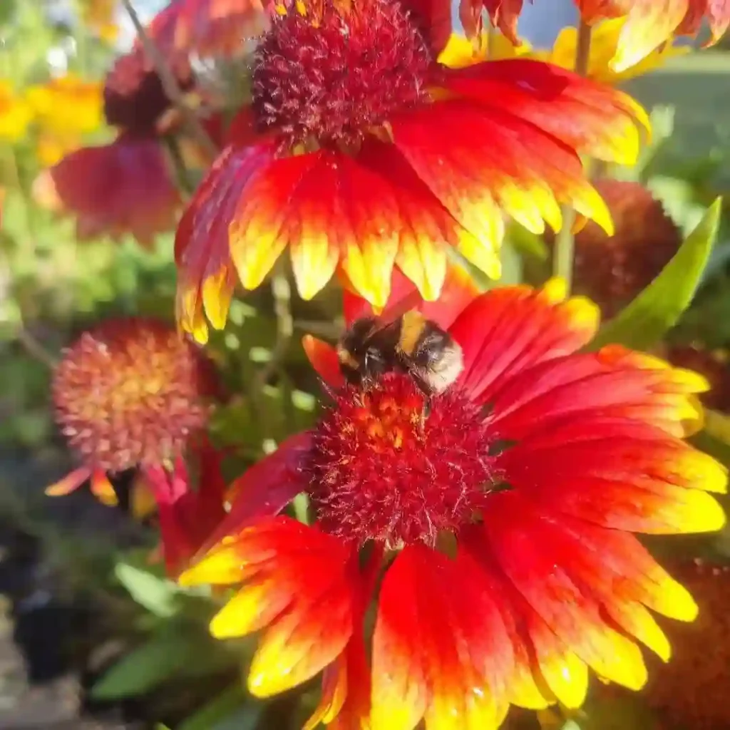 Gaillardia Aristata