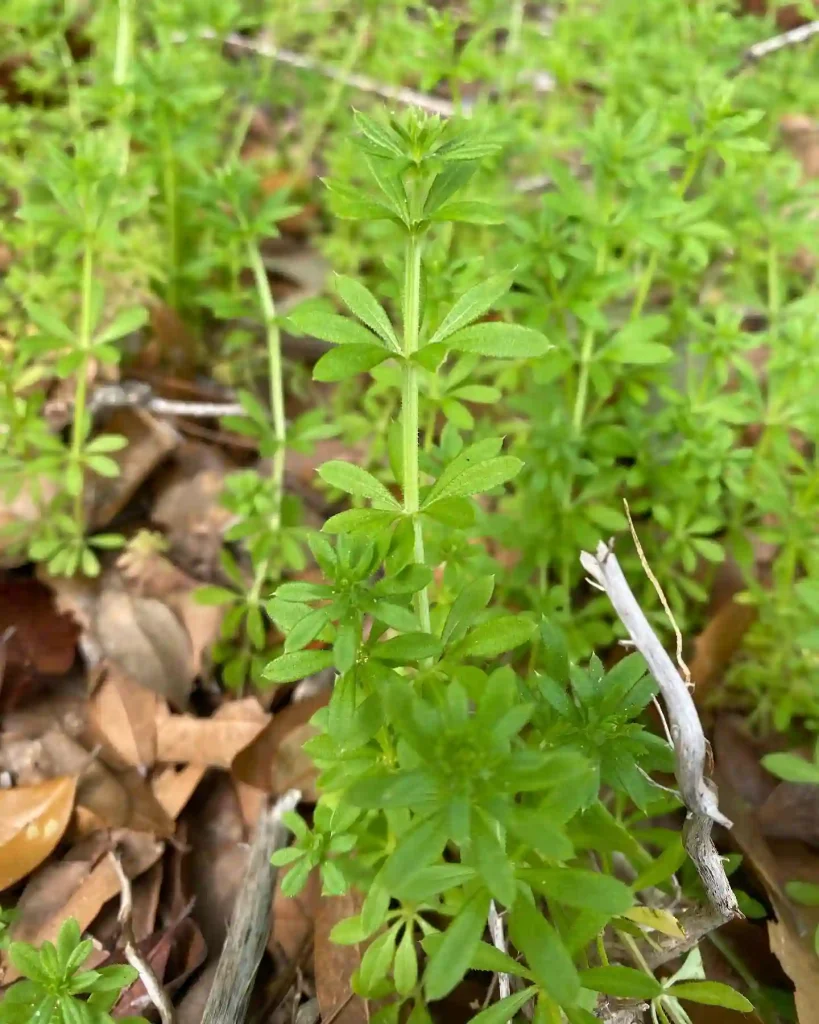 Galium Aparine