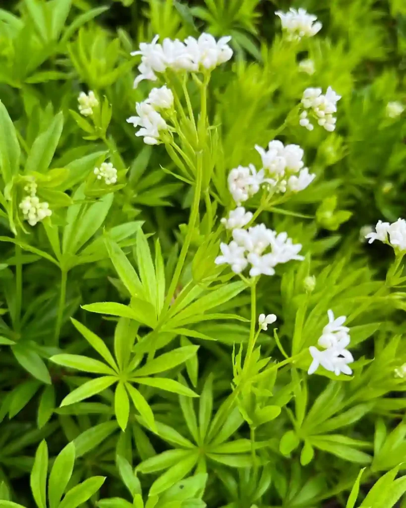 Galium Odoratum