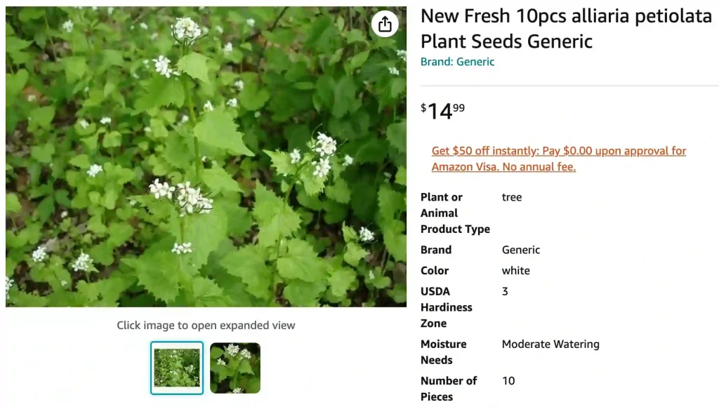 Garlic Mustard | Monsteraholic