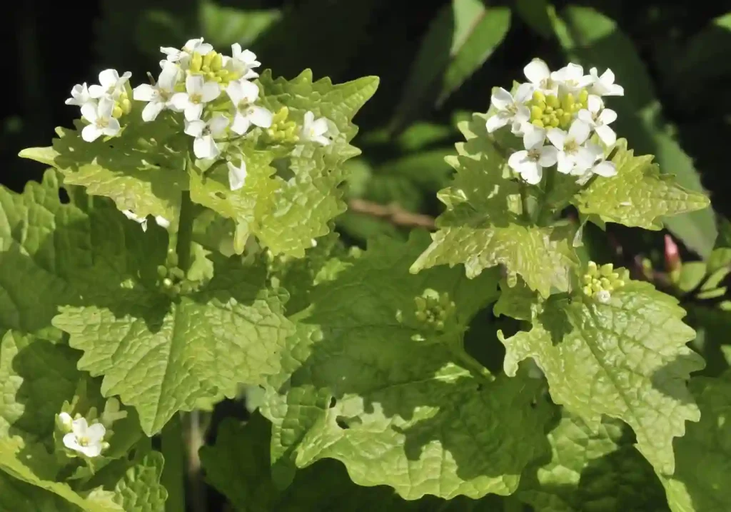 Garlic Mustard