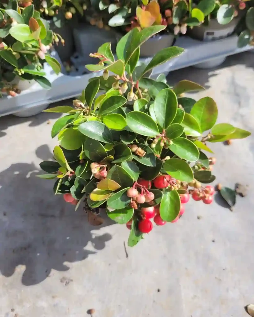 Gaultheria Procumbens