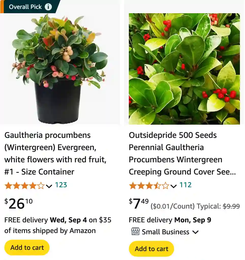 Gaultheria Procumbens | Monsteraholic