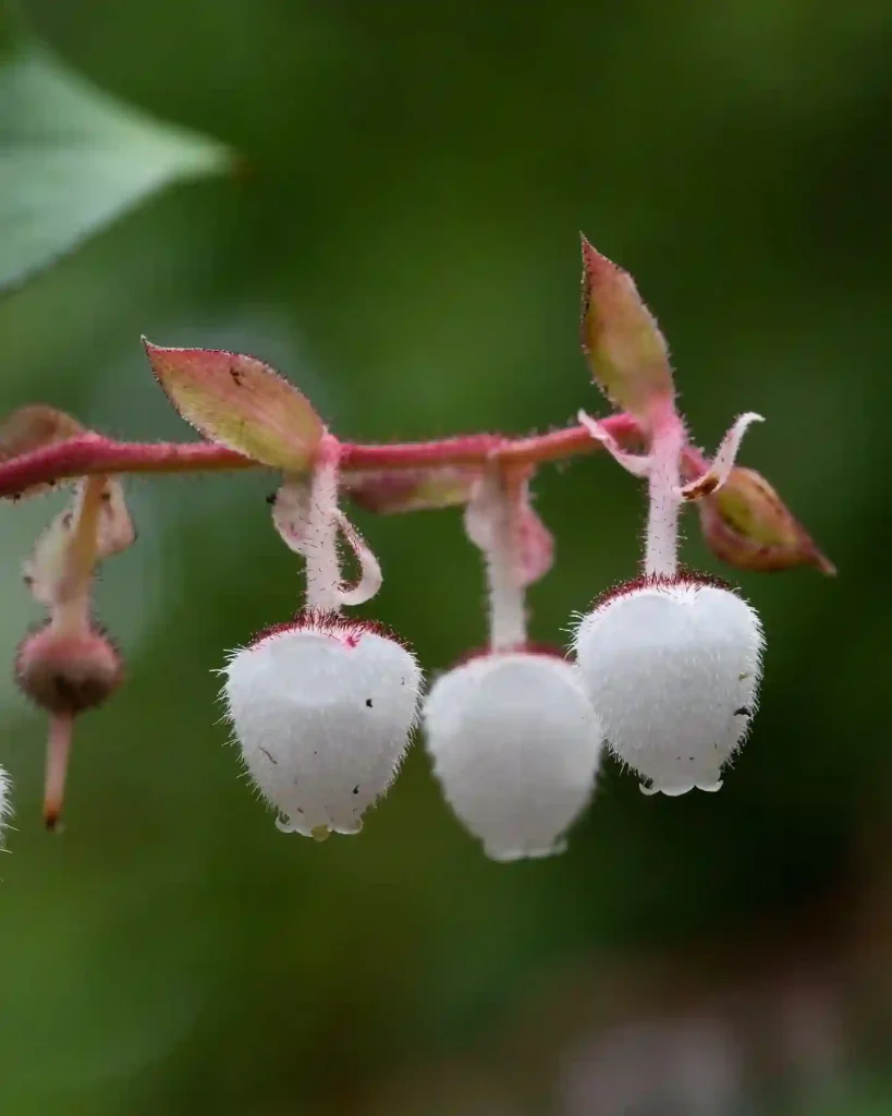 Gaultheria Shallon