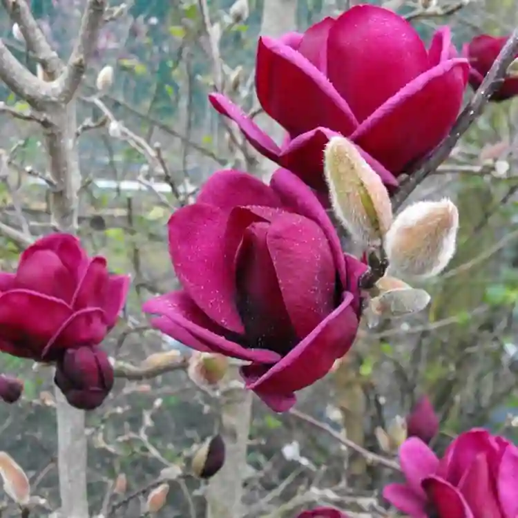 Genie Magnolia