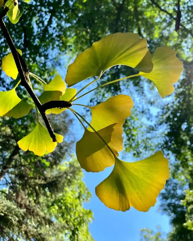 Ginkgo Biloba Tree