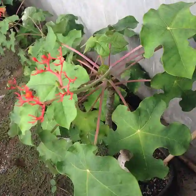 Ginseng Plant