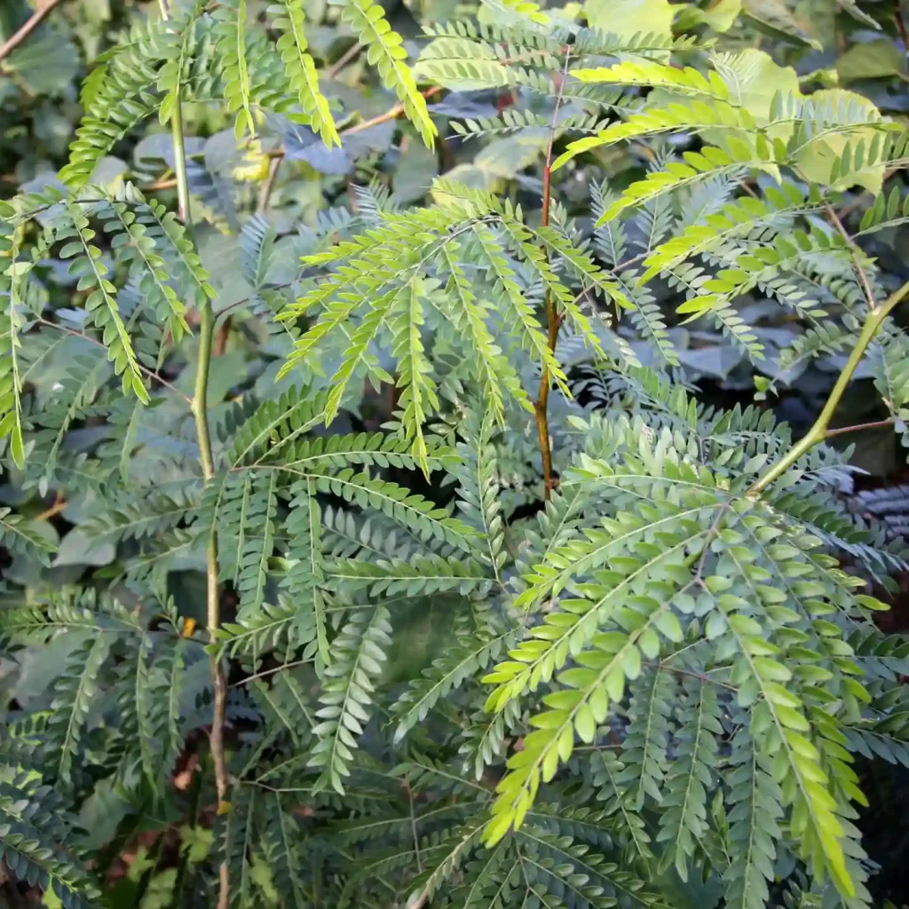 Gleditsia Triacanthos