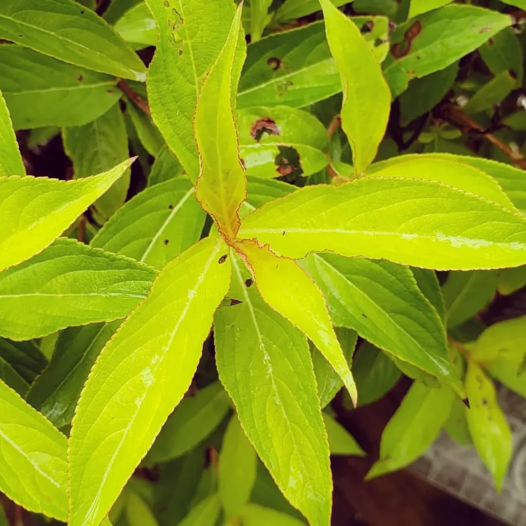 Golden Jackpot Weigela