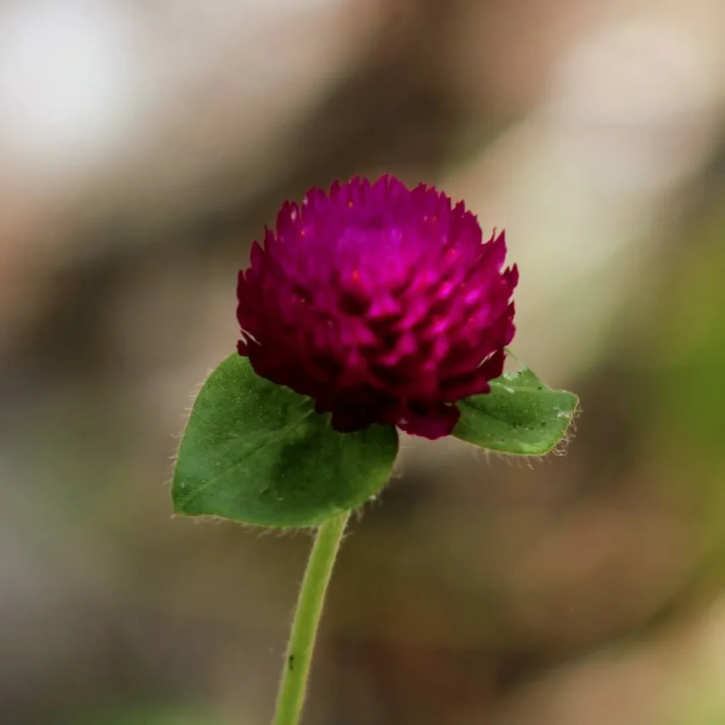 Gomphrena Pinball Purple