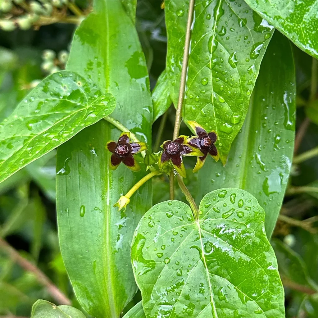 Gonolobus Suberosus