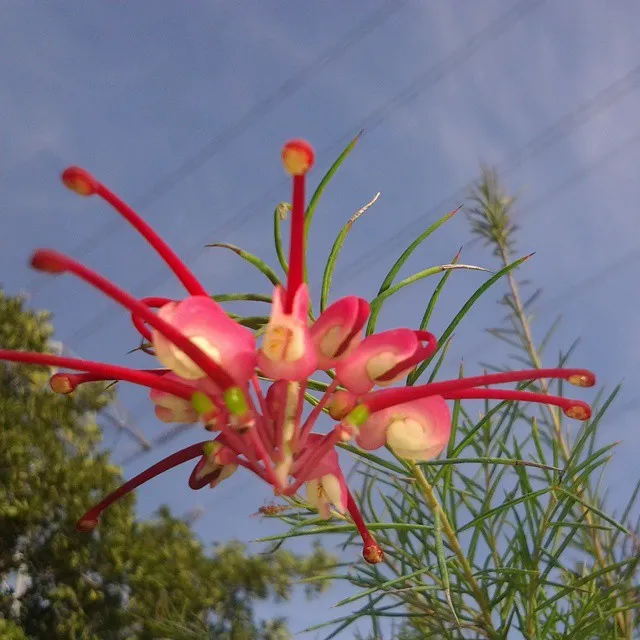 Grevillea Noellii