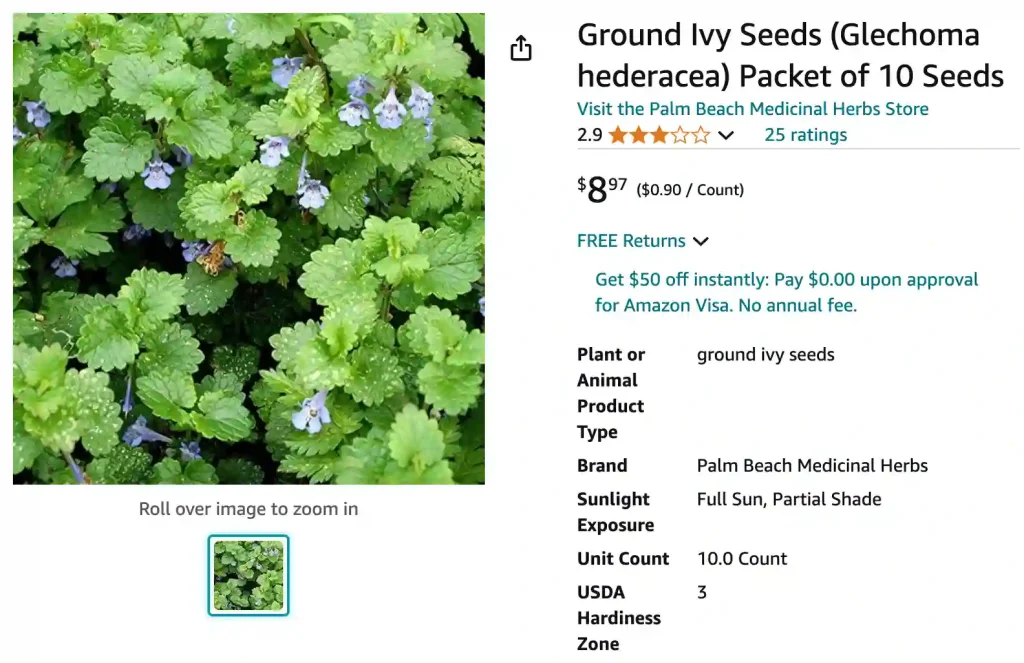 Ground Ivy | Monsteraholic