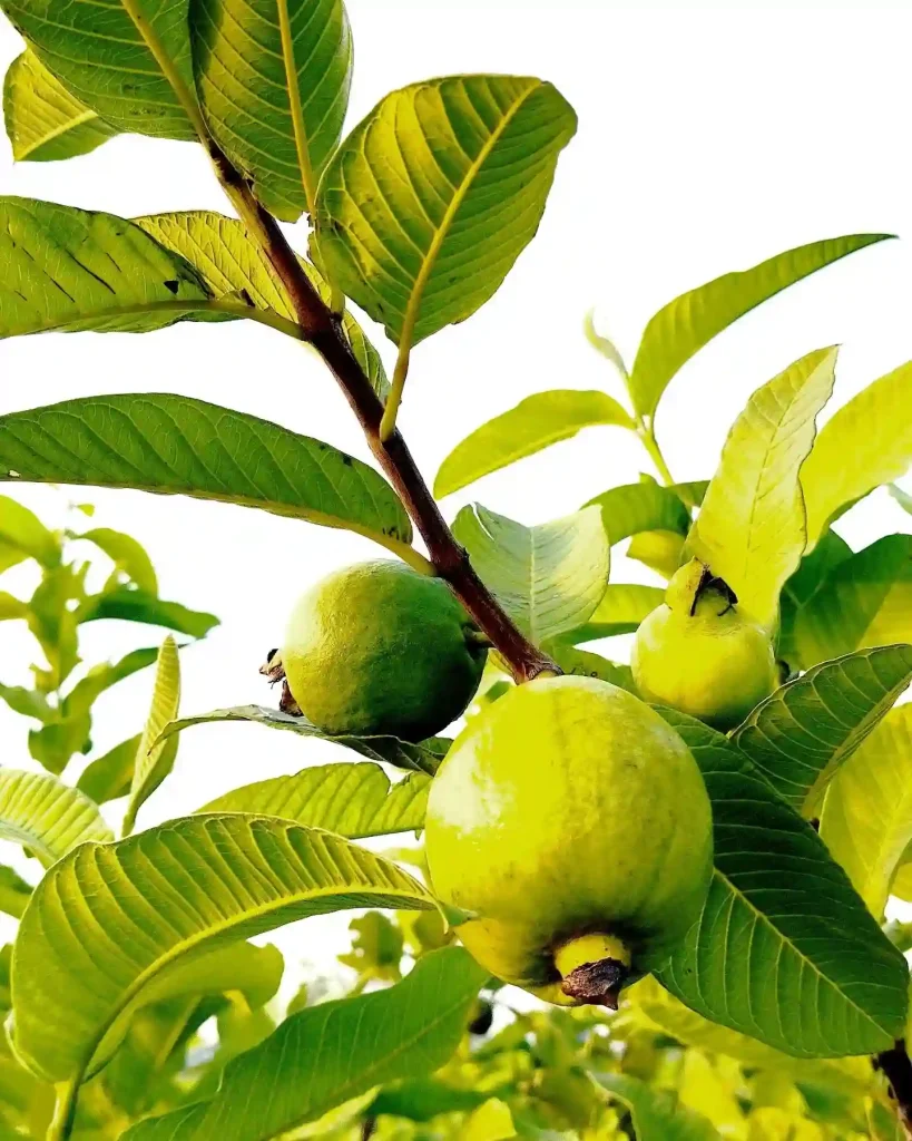 Guava Tree