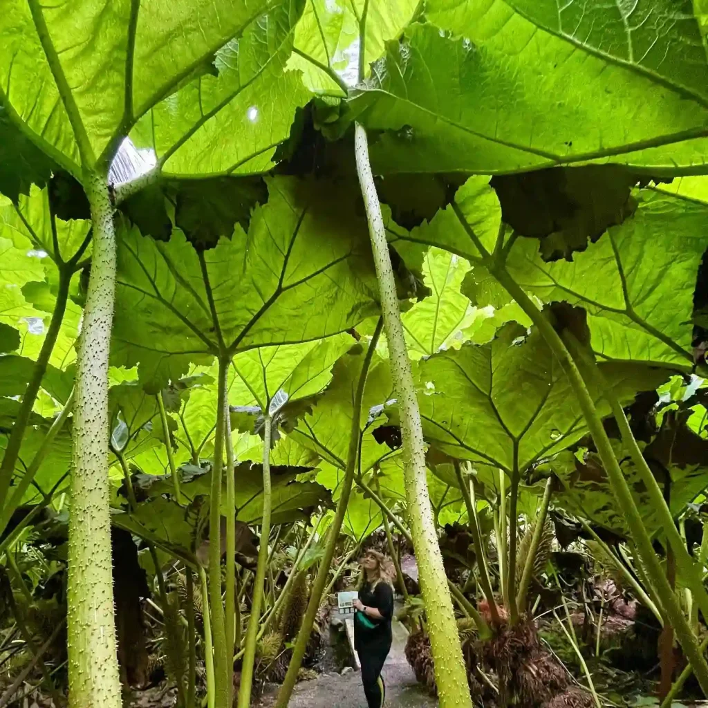 Gunnera Manicata