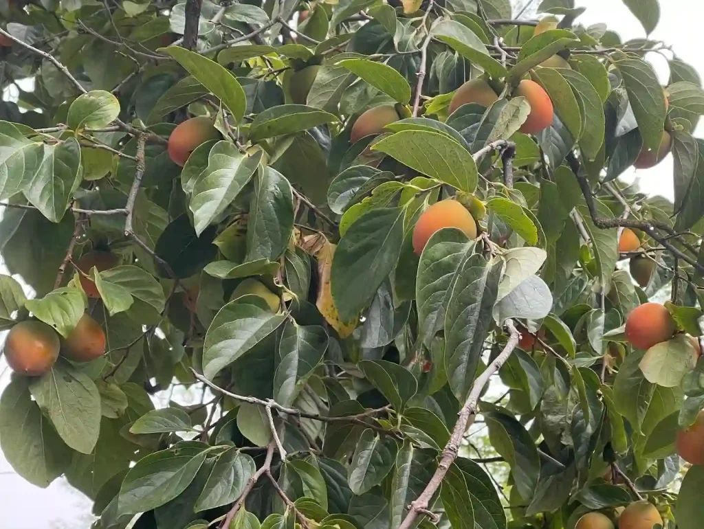 Hachiya Persimmon