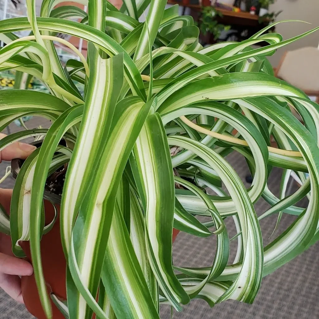 Hawaiian Spider Plant