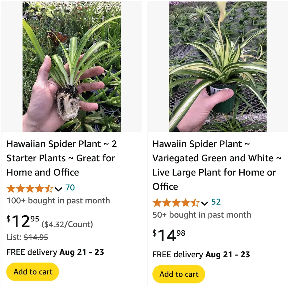 Hawaiian Spider Plant | Monsteraholic