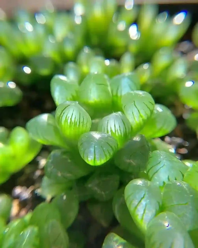 Haworthia Cooperi